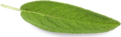 Sage Leaf