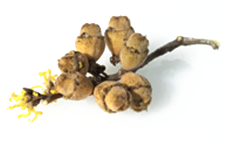 Witch hazel