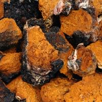 Organic Chaga