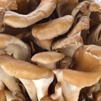 Organic Maitake