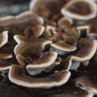 Organic Turkey Tail Mushroom