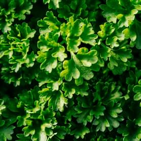 Organic Parsley Leaf