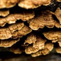 Organic Turkey Tail Mushroom