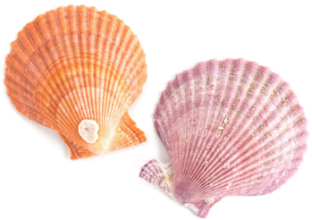 Shells