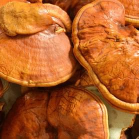 Fermented Organic Reishi Mushroom