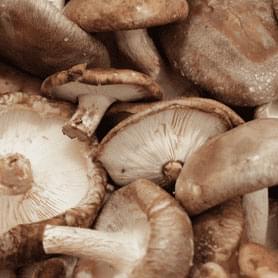 Fermented Organic Shiitake Mushroom
