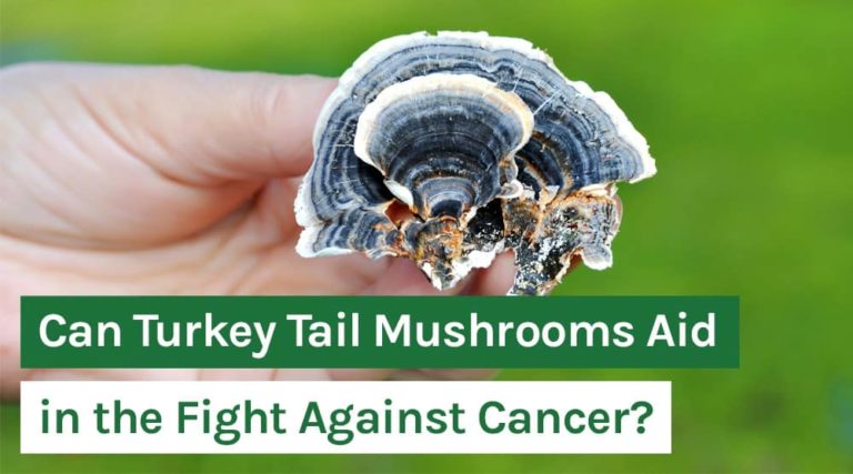 Can Turkey Tail Mushrooms Aid in the Fight Against Cancer