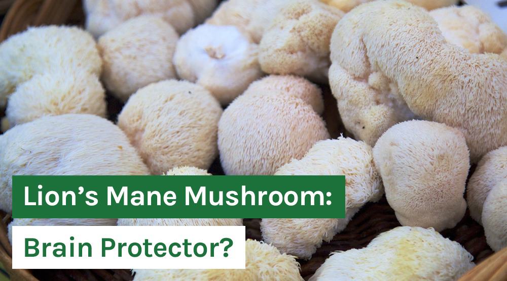Lion’s Mane Mushroom: Brain Protector?