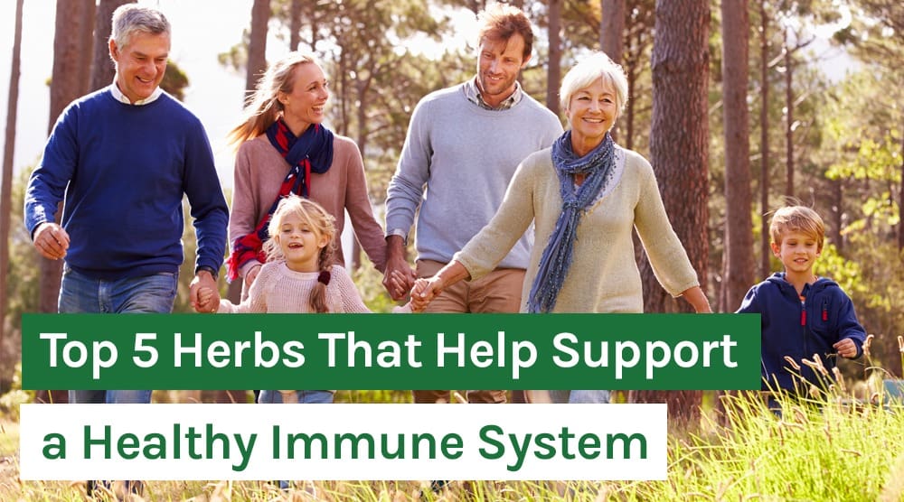 Top 5 Herbs That Help Support a Healthy Immune System