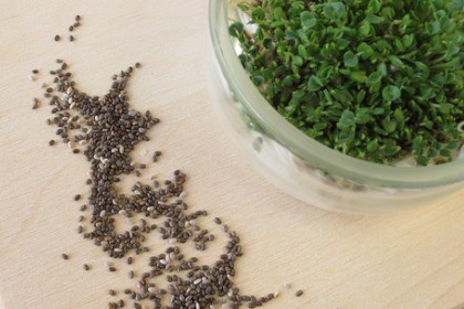 chia seeds and sprouted chia seedlings