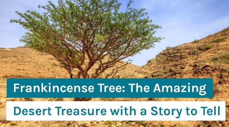 Frankincense Tree_ The Amazing Desert Treasure with a Story to Tell