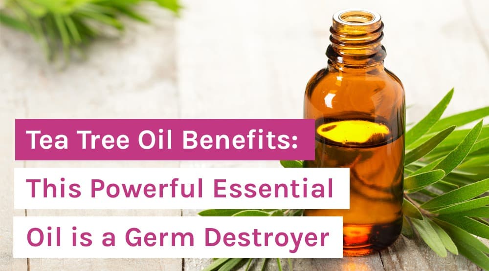 Tea Tree Oil Benefits: This Powerful Essential Oil is a Germ Destroyer