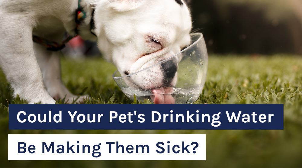 Could Your Pet's Drinking Water Be Making Them Sick?