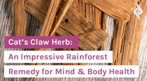 Cat s Claw Herb A Rainforest Remedy for Mind Body Health