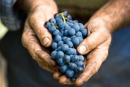 closeup of farmers hands holding bunch of organic red wine grapes 