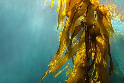kelp forest in ocean source of iodine