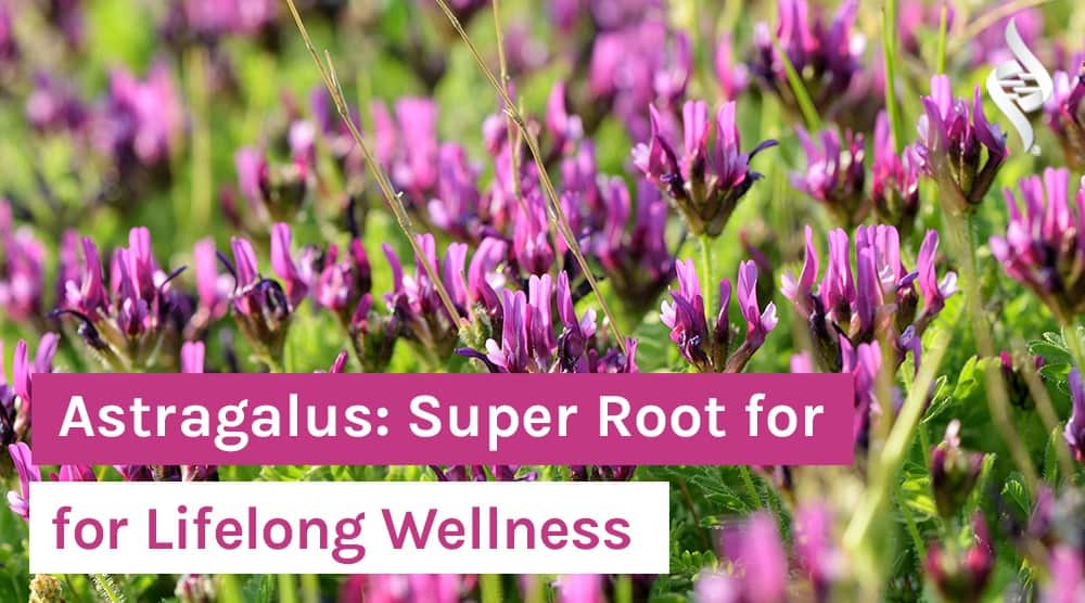 Astragalus: Super Root for Lifelong Wellness