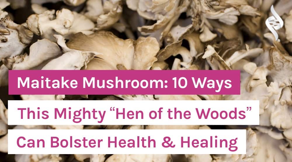 Maitake Mushroom: 10 Ways This Mighty “Hen of the Woods” Can Bolster Health & Healing