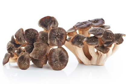 grifola-frondosa-sheeps-head-mushroom