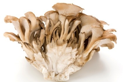 maitake-mushroom-grifola-frondosa