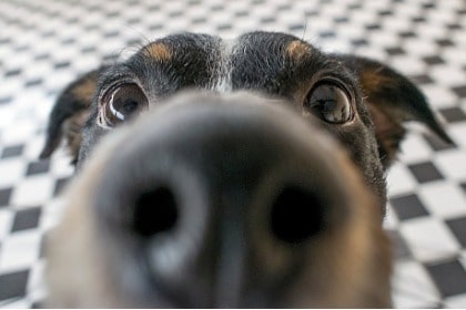 playful-dog-face-black-white-and-brown-with-nose-close-to-the-camera-sniffing