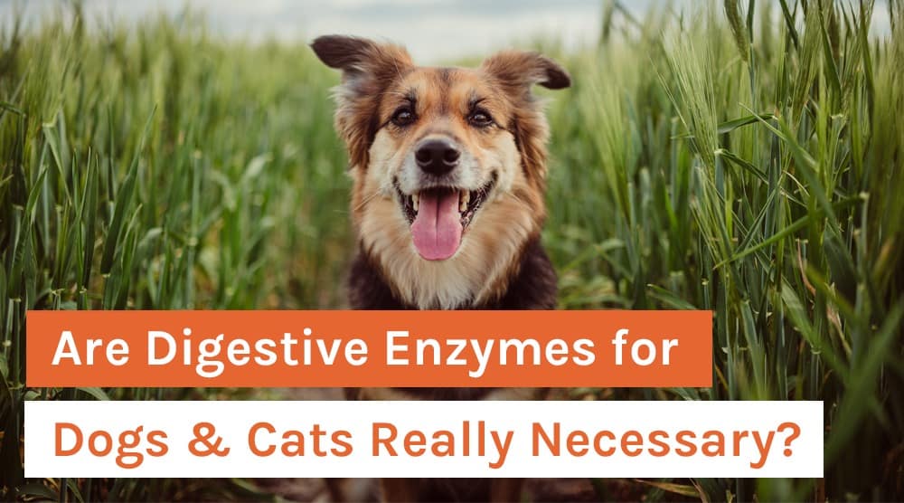 Are Digestive Enzymes for Dogs & Cats Really Necessary?