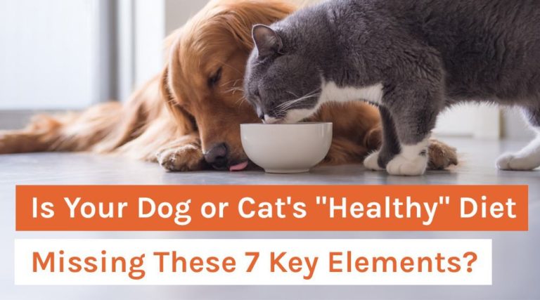 Is Your Dog or Cat's _Healthy_ Diet Missing These 7 Key Elements_