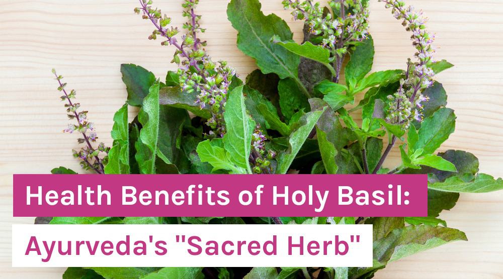 Health Benefits of Holy Basil: Ayurveda's "Sacred Herb"