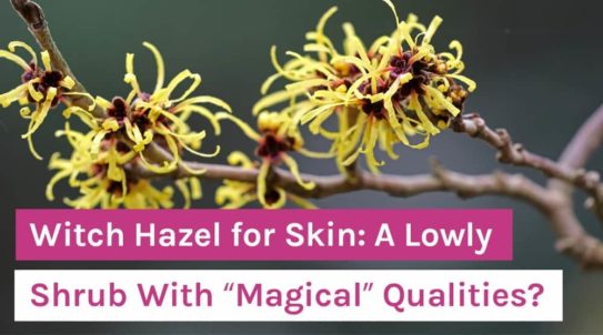 Witch Hazel for Skin: A Lowly Shrub With “Magical” Qualities? – Organixx