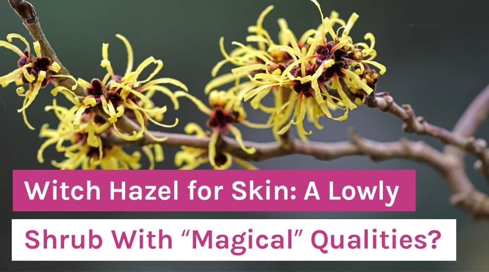 Witch Hazel for Skin_ A Lowly Shrub With “Magical” Qualities
