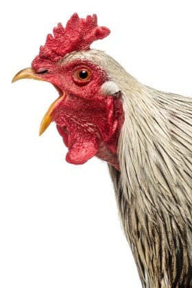 closeup-photograph-of-an-open-mouthed-rooster
