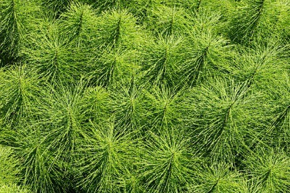 medicinal-herb-field-horsetail-Equisetum-arvensis