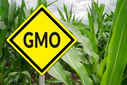 yellow-GMO-sign-with-corn-crop-in-background