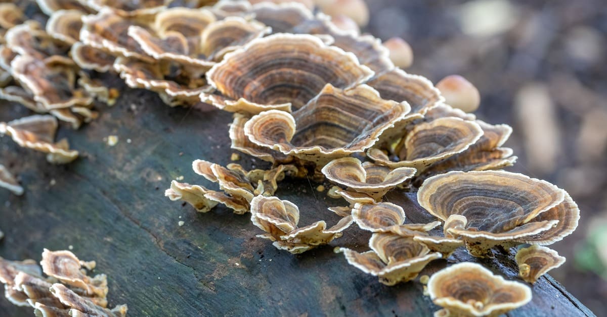 Trametes Versicolor: The 8 Best Health Benefits of Turkey ...