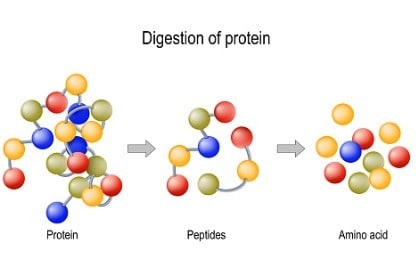 digestion-of-protein-enzymes-peptides-and-amino-acids