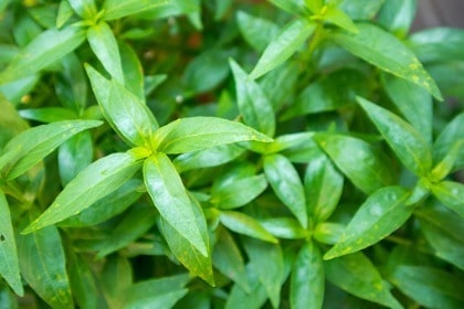 close-up-andrographis-paniculata-plant-leaves-ayurveda