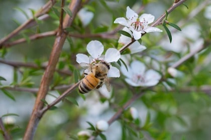 honey-bee-on-manuka-flower-produce-manuka-honey