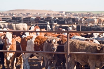 large-number-of-cattle-in-feedlot