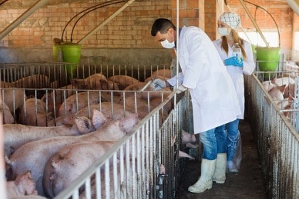 male-and-female-veterinarians-giving-injections-to-pigs-on-hog-farm