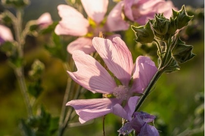 althaea-officinalis-in-the-meadow-closeup