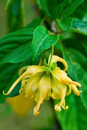 bright-yellow-ylangylang-flower-on-a-luscious-green-vine