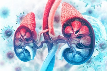 human-kidneys-with-adrenal-glands