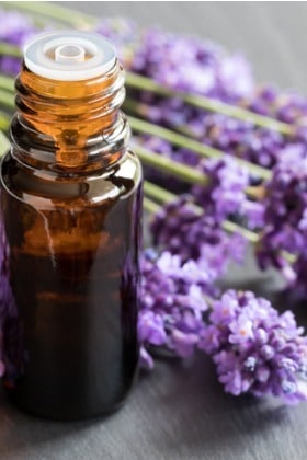 lavender-and-lavender-essential-oil