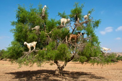 goats-on-argan-tree-eating-argan-nuts-in-morocco