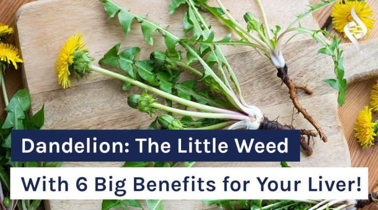 Dandelion The Little Weed With 6 Big Benefits for Your Liver