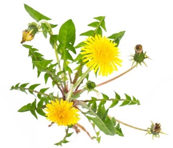 healing-plants-dandelion-liver-detoxification