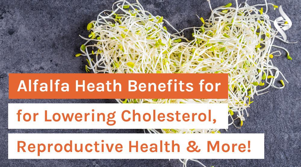Alfalfa Heath Benefits for Lowering Cholesterol Reproductive Health & More
