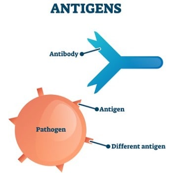 antigens-antibody-pathogen