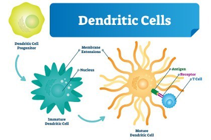 dendritic-cells-immature-cells-mature-cells