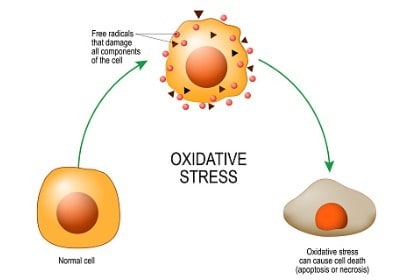 how-free-radicals-oxidative-stress-damage-cells